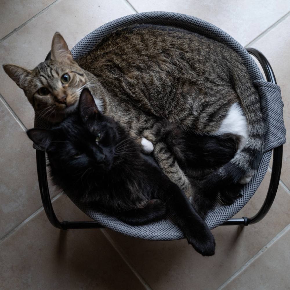 Cat Bed, Pink: image 5