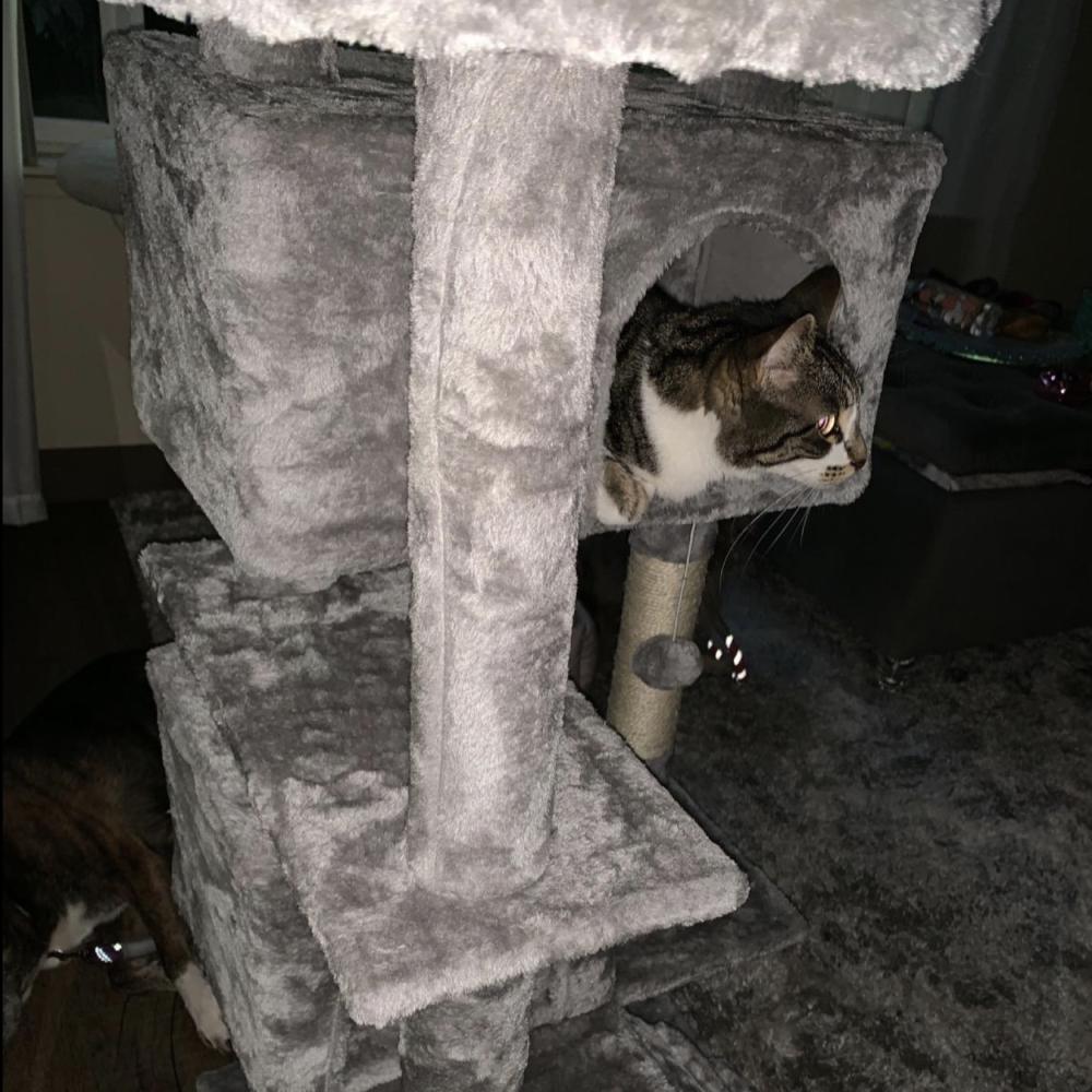 Cat Tree Stand House: image 12