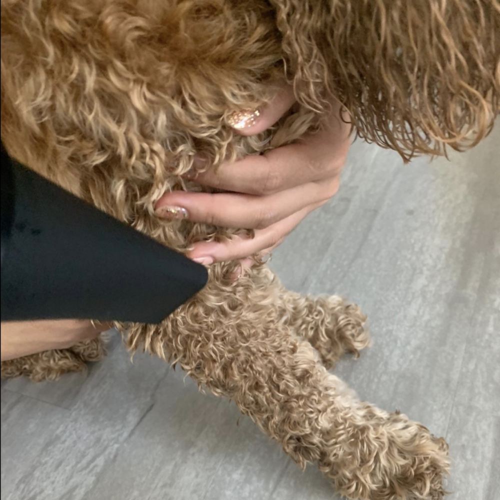 Pet Grooming Dryer: image 8