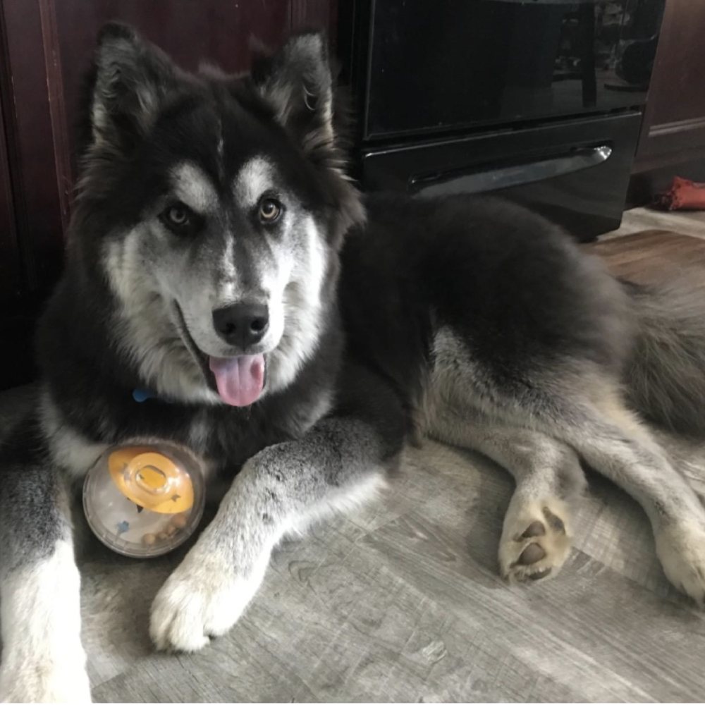 Dog Treat Ball, 10.2 cm (4 in): image 11