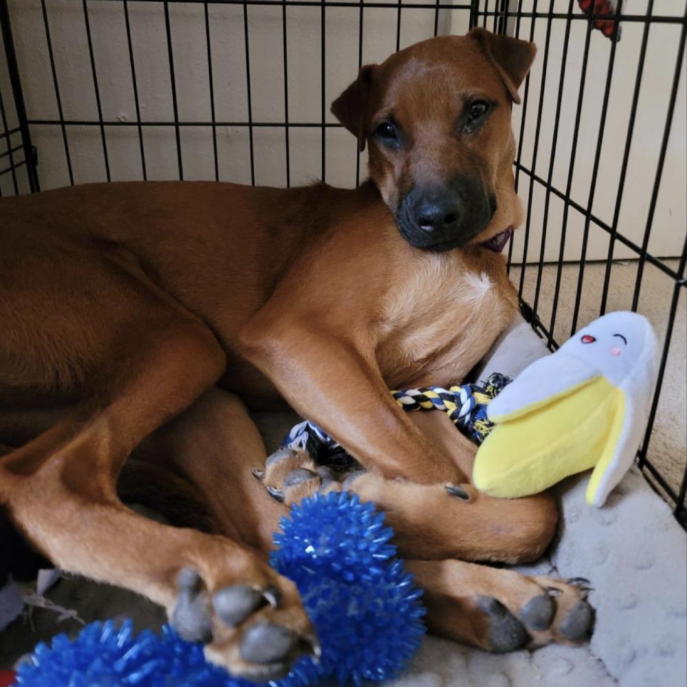 Puppy Dog Chew Toys: image 10