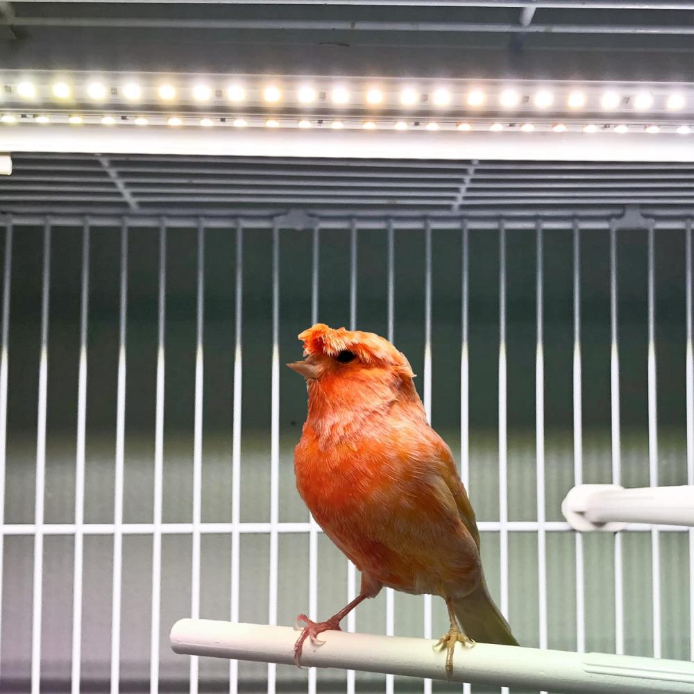 Bird Cage Light, Softbill Light, 61 cm (24 in): image 3