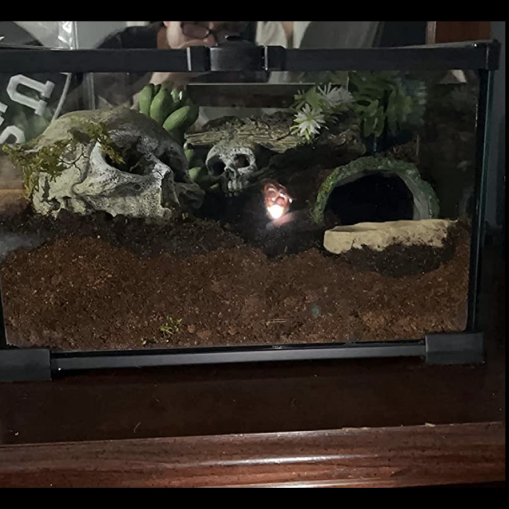 Mini Reptile Glass Terrarium Tank: image 9