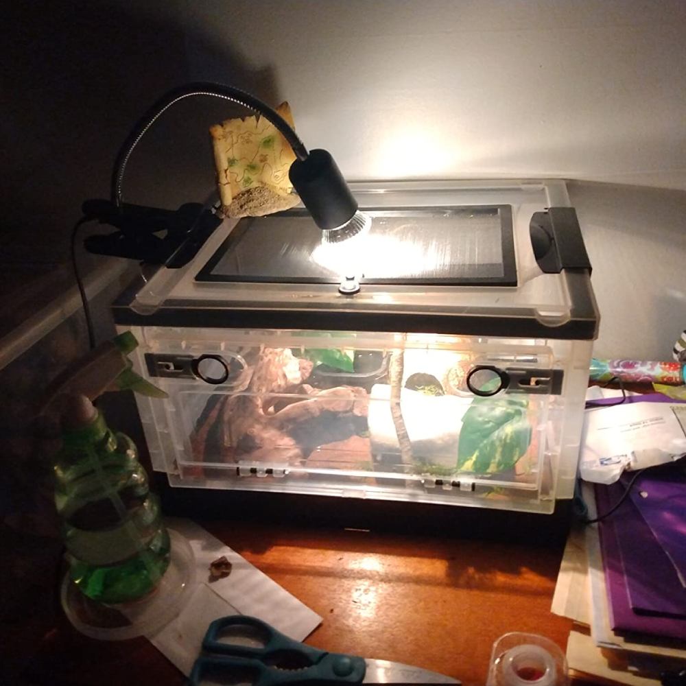 Reptile Heat Lamp: image 10