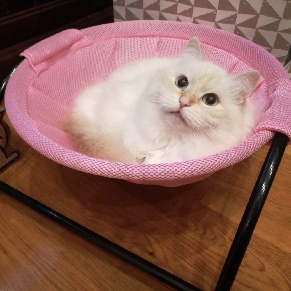 Cat Bed | Cat Hammock Bed | Cat Bedding 7 cat hammock buy online