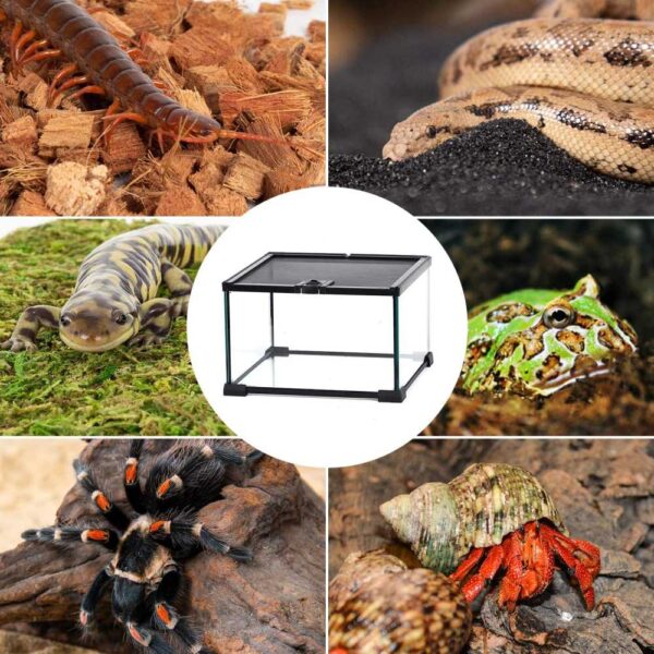 buy mini reptile glass terrarium tank sale online