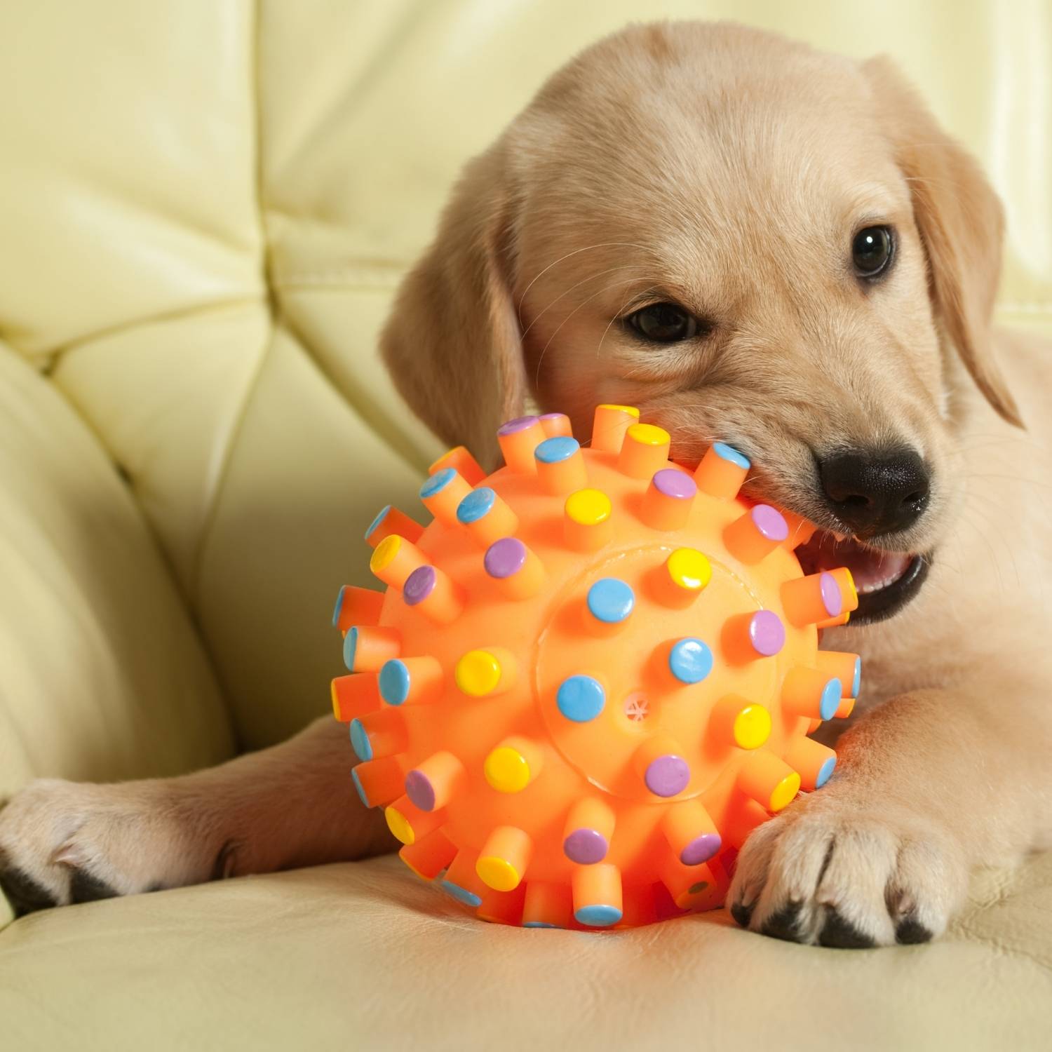 best pet products supplies store shop